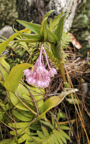 Maianthemum amoenum image