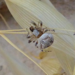 Araneus grossus