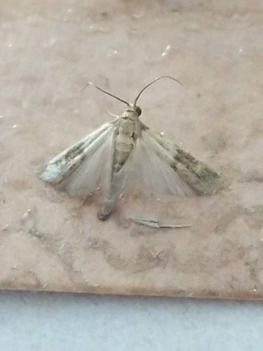 Indian meal moth