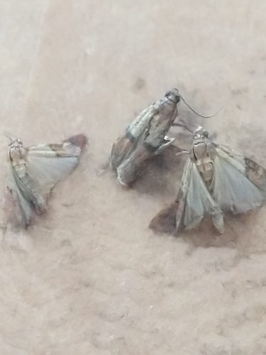 Indian-Meal Moth photo 6