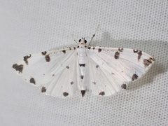 Pycnarmon
