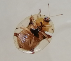 Aspidimorpha infuscata