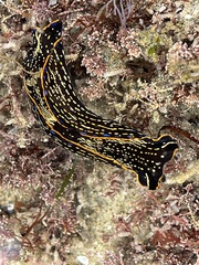 Navanax inermis