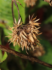 Jessea cooperi