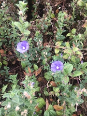 Convolvulus sabatius