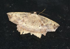 Polyacme subpulchra