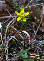 Ranunculus rhomboideus