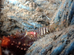 Heptacarpus pugettensis