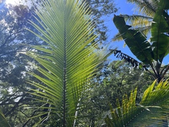 Pritchardia