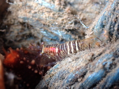 Heptacarpus pugettensis