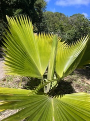 Pritchardia