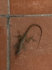 Anolis schwartzi