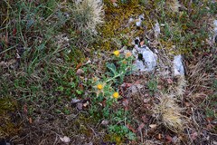 Festuca indigesta