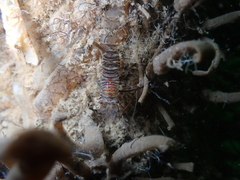 Heptacarpus pugettensis