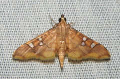 Prophantis smaragdina