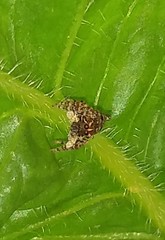 Sumampattus quinqueradiatus