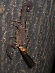 Tityus obscurus
