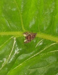 Sumampattus quinqueradiatus