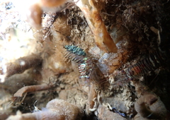 Heptacarpus pugettensis