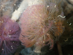 Schizobranchia insignis