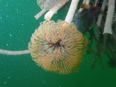 Schizobranchia insignis