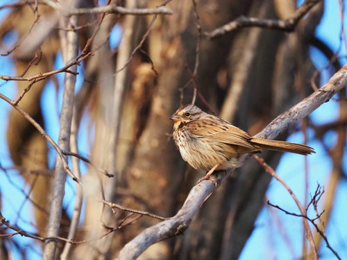 Song Sparrow photographed in Virginia