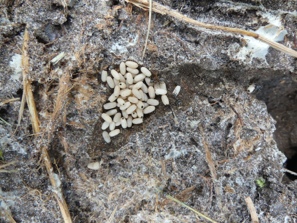 lasius-from-49565-bramsche-deutschland-on-september-11-2021-at-06-40
