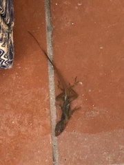 Anolis schwartzi