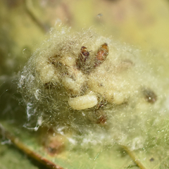 Phalacrotophora epeirae