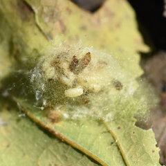 Phalacrotophora epeirae