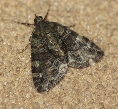 Polyclysta hypogrammata