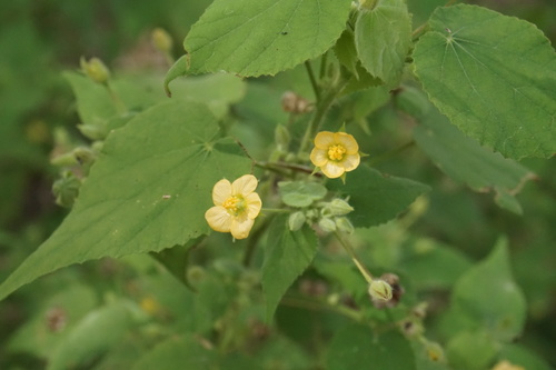 Abutilon viscosum