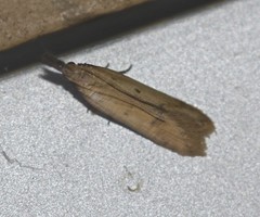 Dichomeris acuminatus