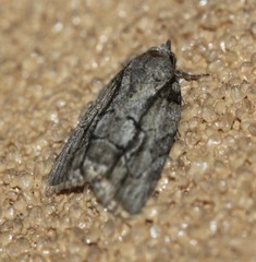 Etanna clopaea