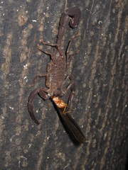 Tityus obscurus