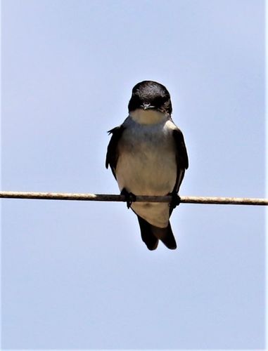 Pearl-breasted Swallow (Hirundo dimidiata), photo 6