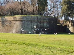 Threskiornis aethiopicus