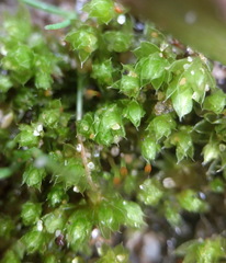 Bryum barnesii