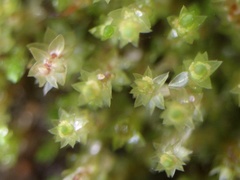 Bryum barnesii