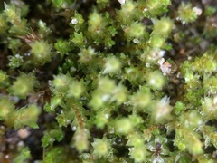 Bryum barnesii