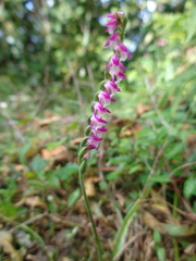Spiranthes sinensis