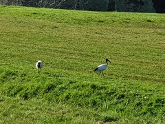Threskiornis aethiopicus