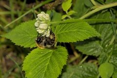 Bombus pascuorum