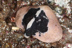 Cryptolithodes typicus