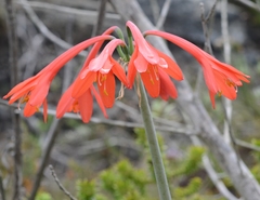 Cyrtanthus fergusoniae