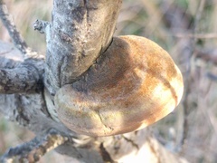 Fomitiporia hippophaeicola