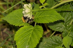 Bombus pascuorum