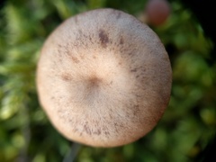 Omphalina pyxidata
