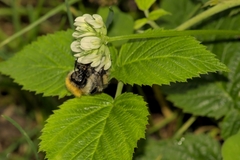 Bombus pascuorum