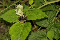 Bombus pascuorum